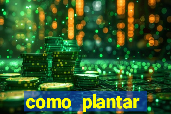 como plantar gergelim no vaso